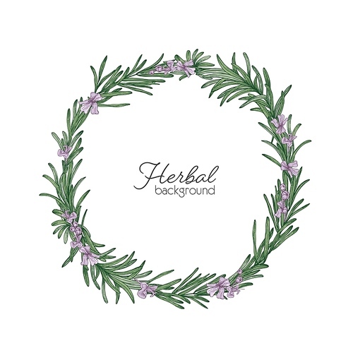 Round natural backdrop or wreath made of rosemary hand drawn on white background. Decorative frame consisted of beautiful aromatic culinary herb. Colorful botanical realistic vector illustration