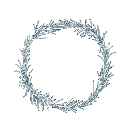 Circular decoration or wreath made of rosemary hand drawn with contour lines on white background. Decorative frame consisted of aromatic culinary herb or condiment. Botanical vector illustration