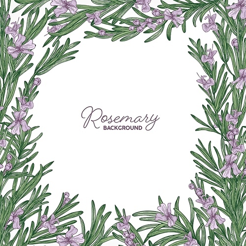 Square backdrop with frame made of rosemary and place for text. Elegant border consisted of gorgeous fragrant wild blooming herb or herbaceous plant. Colorful natural realistic vector illustration