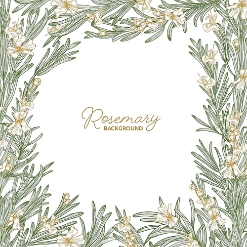 Frame made of rosemary drawn with contour lines on white background. Natural border consisted of beautiful aromatic wild blooming herb used as spice. Botanical realistic vector illustration