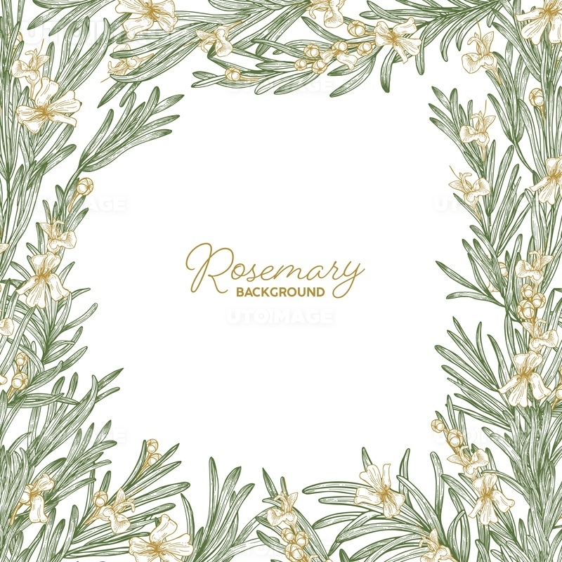 유토이미지 Frame made of rosemary drawn with contour lines on white