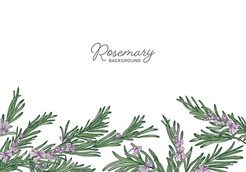 Horizontal herbal backdrop decorated with rosemary sprigs at bottom edge. Beautiful background with border made of aromatic wild blooming herb and place for text. Botanical vector illustration