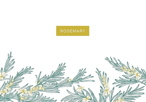 Natural banner template decorated with rosemary sprigs at bottom edge. Horizontal background with border made of aromatic wild blooming herb and place for text. Elegant stylish vector illustration