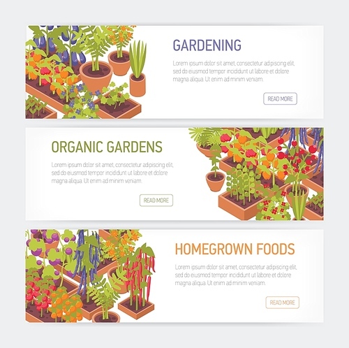 Collection of horizontal web banners with plants growing in pots and planters, place for text on white background. Homegrown food, home garden, organic gardening. Colorful vector illustration