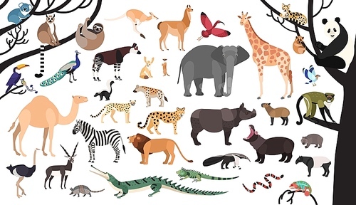 Collection of exotic animals and birds living in savannah and tropical forest or jungle isolated on white . Set of cute cartoon characters. Flat bright colored vector illustration.