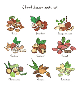 Nuts set, different kinds. Collection with almond, macadamia, pistachio, walnut, cashew, peanut, brazilian, pecan. Colorful hand drawn illustration.
