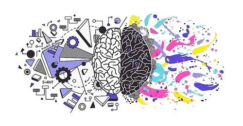 Human brain divided into right and left cerebral hemispheres responsible for different functions - creativity or arts and logic or logical thinking respectively. Colorful modern vector illustration.