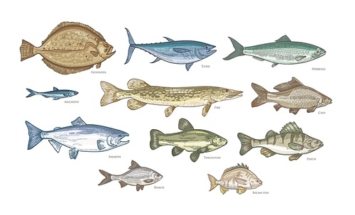 Set of elegant drawings of fish isolated on white . Bundle of underwater animals or creatures living in sea and ocean. Colorful vector illustration hand drawn in vintage engraving style.