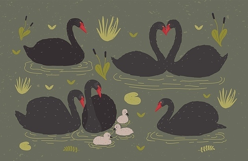 Flock of black swans and brood of cygnets floating together in pond or lake among water plants. Gorgeous wild birds, waterfowl. Flat colorful hand drawn vector illustration in cartoon style