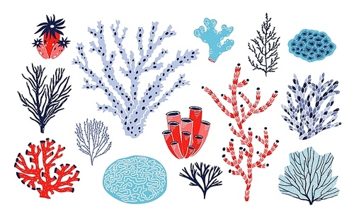 Set of different corals and seaweed or algae isolated on white . Bundle of marine species, deep sea creatures, ocean flora and fauna. Underwater biodiversity. Colorful vector illustration