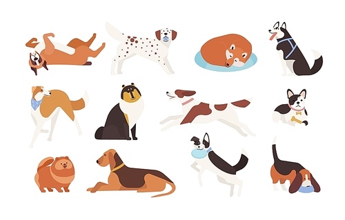Collection of funny dogs of various breeds playing, sleeping, lying, sitting. Set of cute and amusing cartoon pet animals isolated on white . Colorful vector illustration in flat style