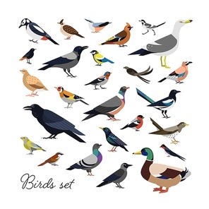 Bundle of city and wild forest birds drawn in modern geometric flat style, side view. Set of colorful cartoon avians or birdies isolated on white . Trendy ornithological vector illustration