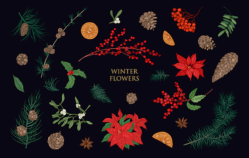 Collection of beautiful winter decorative plants isolated on black background. Bundle of traditional natural Christmas decorations. Colorful botanical vector illustration in elegant vintage style.