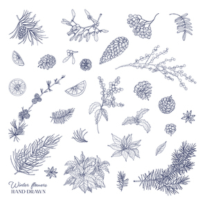 Bundle of elegant winter decorative plants hand drawn with contour lines on white background. Set of traditional natural Christmas decorations. Botanical vector illustration in vintage style.
