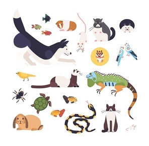 Collection of pets isolated on white background. Set of cute cartoon domestic animals - mammals, birds, fish, rodents, reptiles and insects. Modern colorful vector illustration in flat style.