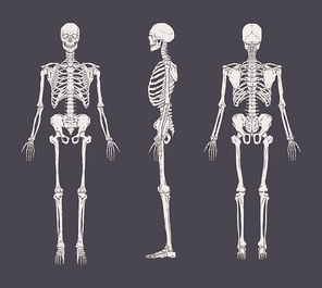 Set of realistic skeletons isolated on gray background. Anterior, lateral and posterior view. Concept of anatomy of human skeletal system. Vector illustration for educational or medical banner