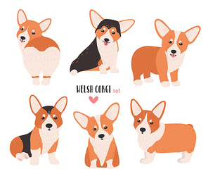 Set of welsh corgi in different postures. Small cute dog of herding breed isolated on white . Funny pet animal in various positions. Flat cartoon character. Colorful vector illustration