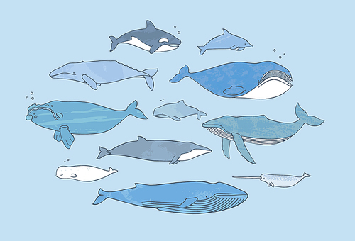 Different whale set. Hand drawn doodle illustration collection with texture.