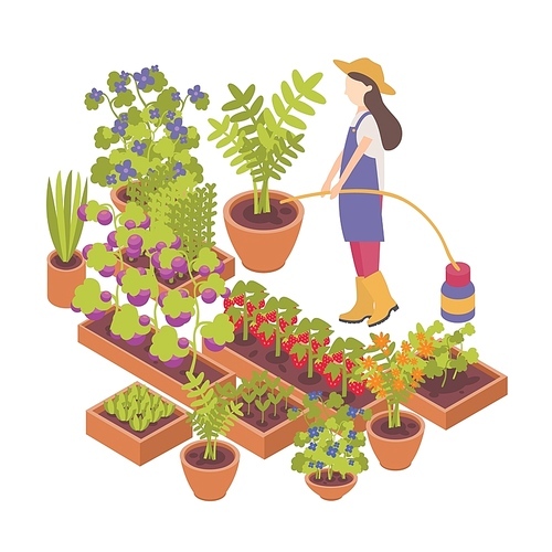 Female cartoon character watering berry, vegetable plants growing in pots and planters isolated on white .Horticulture, organic gardening and farming.Colorful isometric vector illustration.