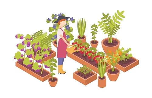 woman wearing hat and holding watering can and plants growing in garden beds isolated on white . homegrown vegetables,  friendly gardening and farming. flat colorful vector illustration