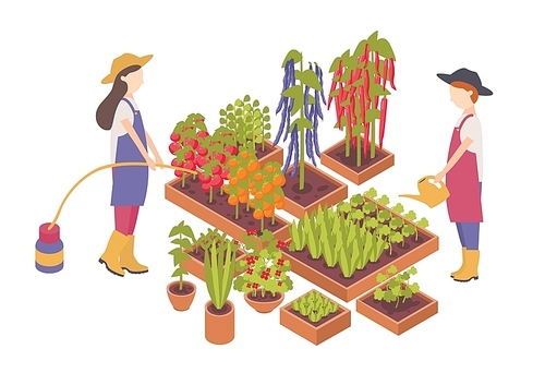 Pair of female cartoon characters watering vegetables growing in boxes or planters isolated on white . Agriculture, organic gardening and farming. Colorful isometric vector illustration.