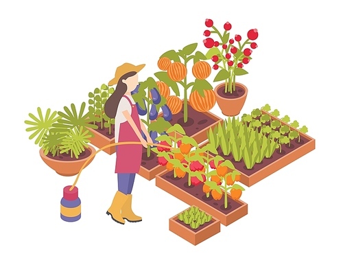 Female gardener or farmer watering crops growing in boxes or planters isolated on white . Agriculture worker with hosepipe cultivating vegetables. Colored isometric vector illustration.