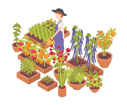 male farmer watering vegetables and flowers growing planters isolated on white .  friendly farming, crops cultivation, organic gardening. colorful isometric vector illustration.