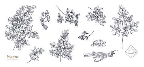 Set of detailed botanical drawings of Moringa oleifera leaves, flowers, seeds, fruits. Bundle of parts of tropical plant hand drawn with black contour lines on white background. Vector illustration