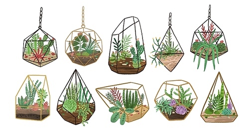 Collection of succulents, cactuses and other desert plants growing in various glass vivariums or florariums. Stylish home decor in trendy Scandinavian style. Colorful flat vector illustration