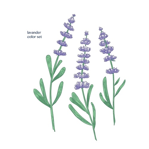 Gorgeous purple lavender flowers and green leaves hand drawn on white background. Beautiful flowering plant, fragrant herb used in culinary and aromatherapy . Vector illustration in vintage style