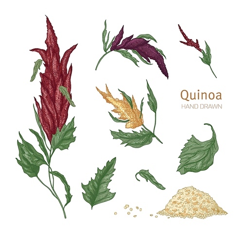 Bundle of various quinoa flowering plants and seeds hand drawn on white background. Collection of gorgeous cultivated grain crops for healthy nutrition. Realistic vector illustration in vintage style