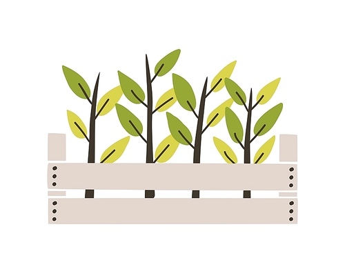 Green seedlings planted in wooden box. Young plants or sprouts growing in garden crate. Spring natural decorative design element. Colorful seasonal vector illustration in flat cartoon style