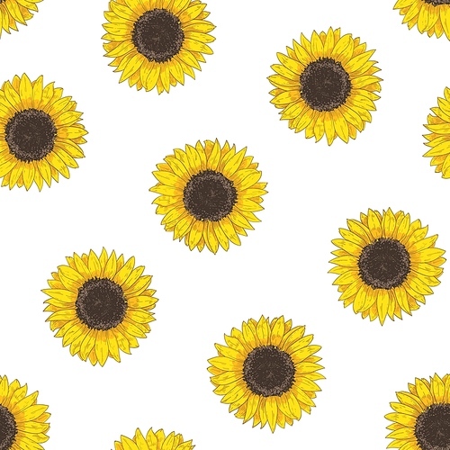 Floral seamless pattern with sunflower heads. Botanical backdrop with blooming flower or cultivated crop hand drawn on white background. Natural vector illustration in vintage style for fabric