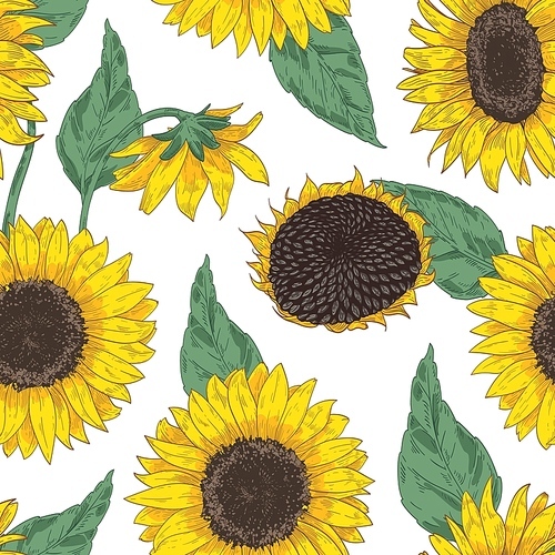 Botanical seamless pattern with sunflower heads. Floral backdrop with blooming flowers, leaves and stems hand drawn on white background. Realistic vector illustration for fabric , wallpaper