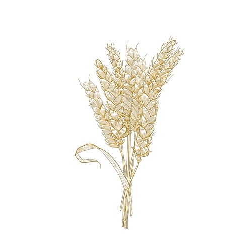 Elegant natural detailed drawing of bunch of wheat ears. Cultivated cereal plant, grain or crop isolated on white . Decorative design element. Realistic vector illustration in vintage style