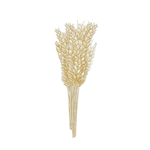 Bunch of wheat ears isolated on white . Cultivated cereal plant, grain, crop. Harvest or yield. Natural decorative design element. Realistic monochrome vector illustration in vintage style