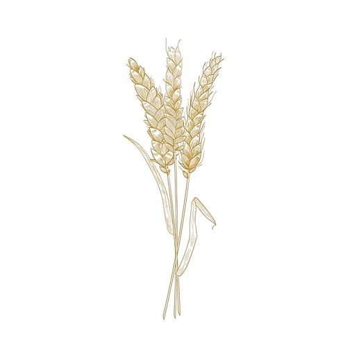 Bouquet of wheat ears hand drawn with contour lines on white background. Cultivated cereal plant, grain or crop. Decorative design element. Monochrome realistic vector illustration in vintage style