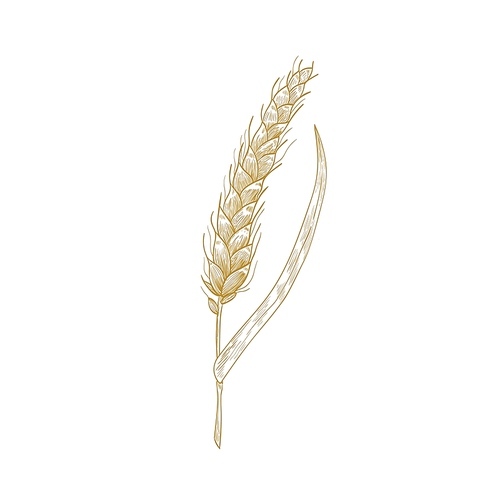 Wheat ear or spikelet isolated on white . Cultivated cereal plant, organic grain, crop. Natural decorative design element. Realistic monochrome vector illustration in elegant woodcut style