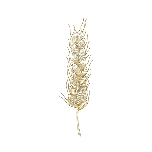 Botanical drawing of wheat ear or spikelet with seeds isolated on white . Cultivated plant, cereal grain or food crop. Elegant design element. Monochrome realistic vector illustration