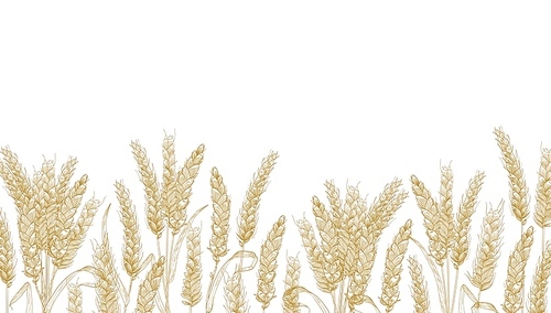 Horizontal background with wheat ears at bottom edge. Natural decorative backdrop with organic cultivated cereal plant, grain or crop. Realistic vector illustration in elegant vintage style