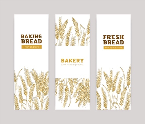 Bundle of vertical banner templates with wheat ears on white background. Baked products, bread, bakery, bakeshop or bakehouse advertisement. Realistic vector illustration in elegant vintage style