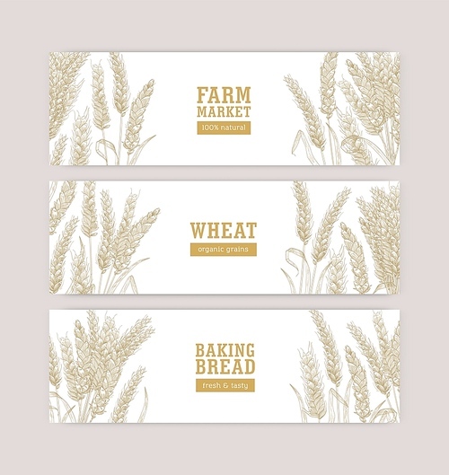 Collection of web banner templates with wheat ears or spikelets on white background. Cultivated plant, cereal grain or food crop. Monochrome realistic vector illustration for natural products promo