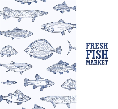 Square monochrome banner template with fish living in sea, ocean or river hand drawn with contour lines on blue background and place for text. Realistic vector illustration for market advertisement
