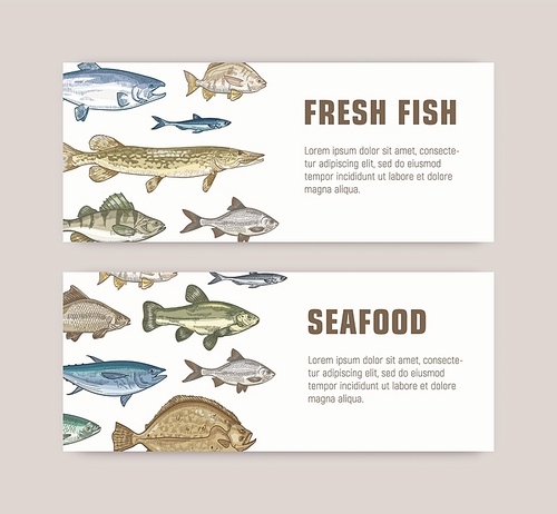 Bundle of web banner templates with fish living in sea, ocean or freshwater ponds and place for text. Elegant colorful realistic vector illustration in vintage style for advertisement, promotion