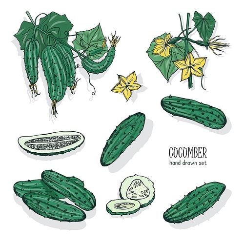 Bundle of detailed drawing of whole and cut cucumbers. Tasty fresh ripe juicy vegetable, delicious vegetarian or vegan snack isolated on white . Hand drawn realistic vector illustration