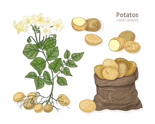 Detailed botanical drawings of potato plant with flowers, tubers and vegetables in bag. Edible tuberous crop isolated on white . Colorful hand drawn vector illustration in vintage style