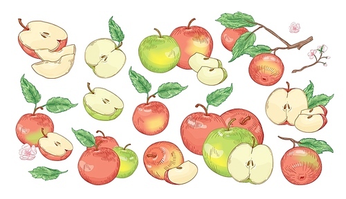 Collection of botanical drawings of whole and cut apples, slices, tree branches and flowers isolated on white . Set of fresh juicy fruit. Realistic vector illustration in vintage style.