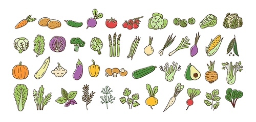 Collection of fresh ripe organic vegetables, cultivated root crops, salads, herbs isolated on white . Bundle of natural design elements. Colorful vector illustration in line art style
