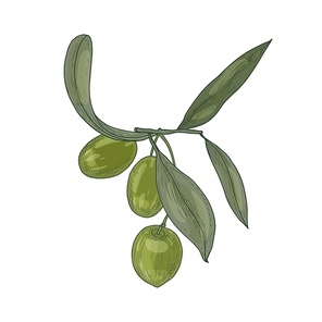 Elegant botanical drawing of olive tree branch with leaves and fresh raw green fruits or drupes isolated on white background. Natural realistic hand drawn vector illustration in elegant antique style