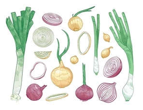 Bundle of different whole and cut onions isolated on white background. Set of colorful drawings of raw vegetables of various types. Elegant realistic vector illustration in vintage engraving style